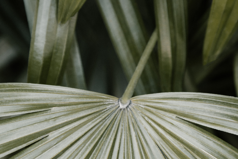 Green botanical leaves