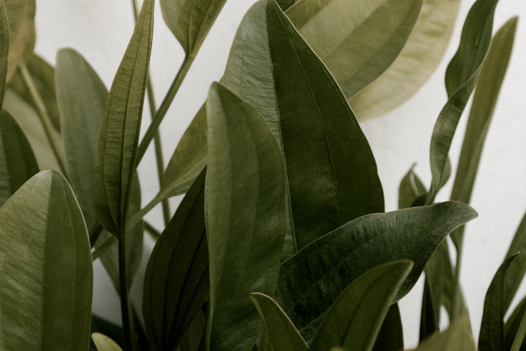 Green botanical leaves